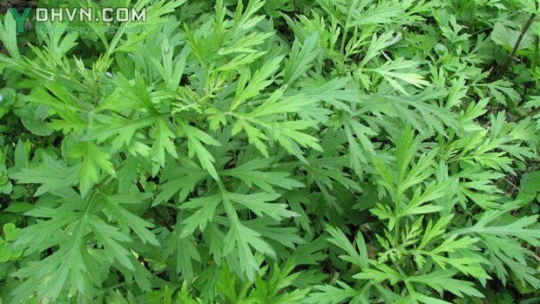 Cây dược liệu cây Ngải cứu, Thuốc cứu - Artemisia vulgaris L