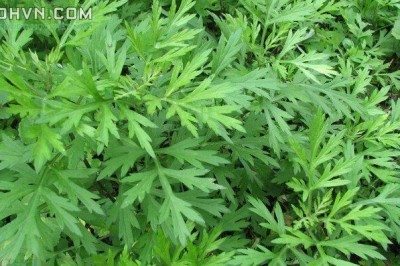 Cây dược liệu cây Ngải cứu, Thuốc cứu - Artemisia vulgaris L