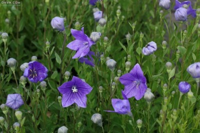 Cây dược liệu cây Cát cánh - Platycodon grandiflorum (Jacq) A. DC