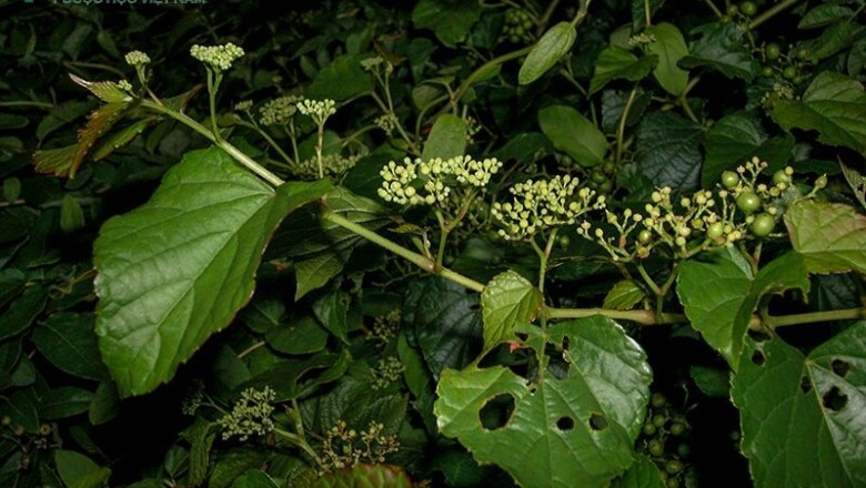 Cây dược liệu cây Nho núi - Ampelopsis brevipedunculata (Maxim.) Trautv