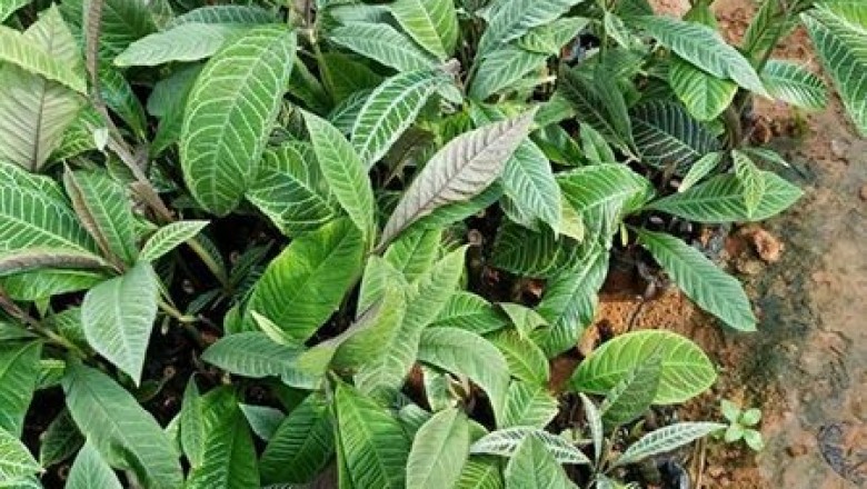Cây dược liệu cây Khôi, Khôi tía, Cơm nguội rừng - Ardisia silvestris Pit