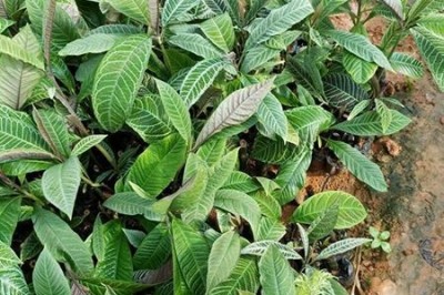 Cây dược liệu cây Khôi, Khôi tía, Cơm nguội rừng - Ardisia silvestris Pit