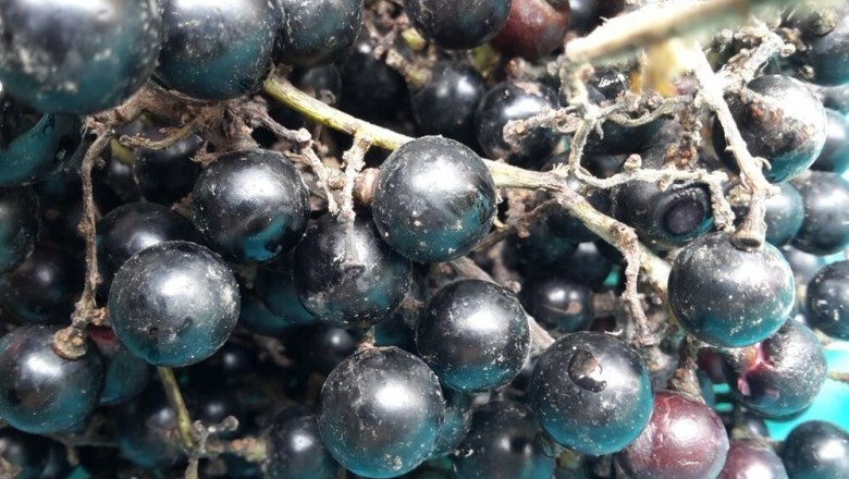 Cây dược liệu cây Nho lông, Nho tía, Nho năm góc - Vitis quinquangularis Rehd. (V. pentagona Diels et Gilg)