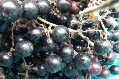 Cây dược liệu cây Nho lông, Nho tía, Nho năm góc - Vitis quinquangularis Rehd. (V. pentagona Diels et Gilg)