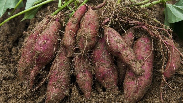 Cây dược liệu cây Khoai lang hay Lang - Ipomoea batatas (L.) Lant