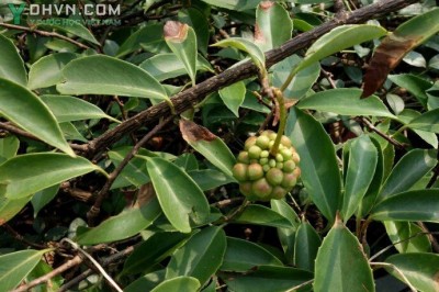 Cây dược liệu cây Ngũ vị tử nam, Ngũ vị nam - Kadsura longipedunculata Finet et Gagnep