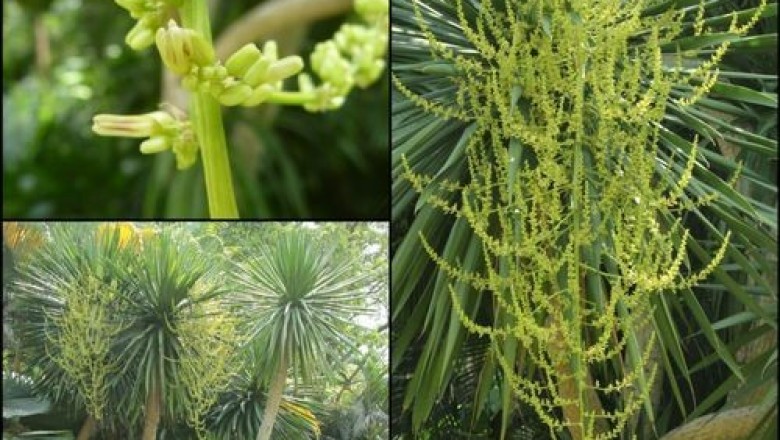 Cây dược liệu cây Giang ông, Bồng bồng - Dracaena cochinchinensis (Lour.) Merr. (D. lourerii Gagnep.)
