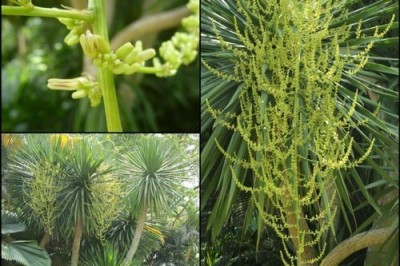 Cây dược liệu cây Giang ông, Bồng bồng - Dracaena cochinchinensis (Lour.) Merr. (D. lourerii Gagnep.)