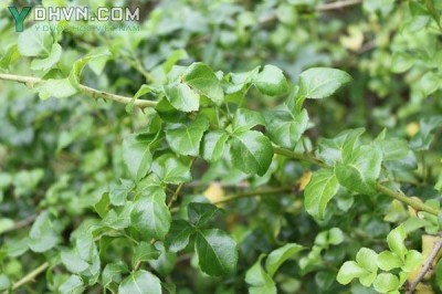 Cây dược liệu cây Ngũ gia hương - Acanthopanax trifoliatus (L.) Merr