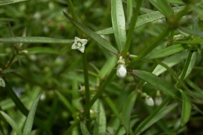 Cây dược liệu cây Lưỡi rắn trắng, Bòi ngòi bò - Hedyotis diffusa Willd