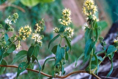 Cây dược liệu cây Dạ cẩm, Loét mồm, Ngón lợn. Dây ngón cúi, Chạ khẩu cắm - Hedyotis capitellata Wall. ex G. Don var. mollis Pierre ex Pit