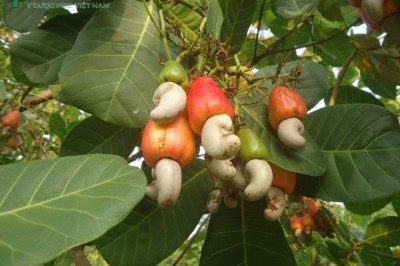Cây dược liệu cây Ðào lộn hột, Ðiều - Anacardium occidentale L