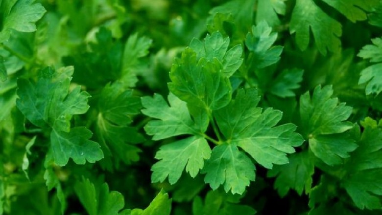 Cây dược liệu cây Mùi tây, Rau mùi tây - Petroselinum crispum (Mill.) Nym. ex Airy Shaw (P. sativum Hoflin.)