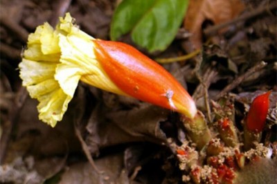 Cây dược liệu cây Mía dò hoa gốc, Mía dò lá nhẵn - Costus tonkinensis Gagnep