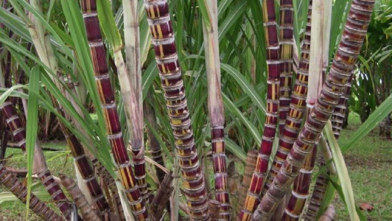 Cây dược liệu cây Mía - Saccharum officinarum L