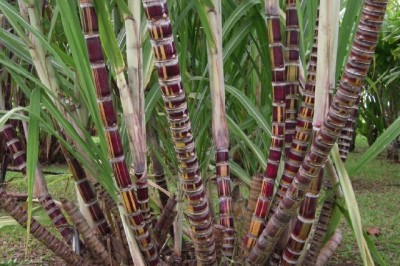 Cây dược liệu cây Mía - Saccharum officinarum L