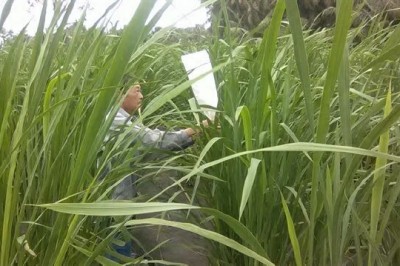 Cây dược liệu cây Niễng, Niễng niễng, Cây lúa miêu - Zizania caduciflora (Turcz ex Trin.) Haud-Mazz