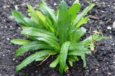 Cây dược liệu cây Mùi tàu, Rau mùi tàu, Ngò tàu, Ngò gai - Eryngium foetidum L