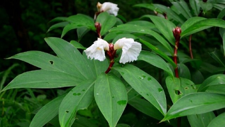 Cây dược liệu cây Mía dò, Cát lối, Ðọt đắng - Costus speciosus (Koenig) Sm