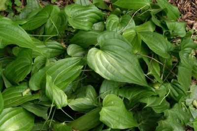 Cây dược liệu cây Bách bộ, Củ ba mươi, Củ rận trâu, Dây dẹt ác - Stemona tuberosa Lour