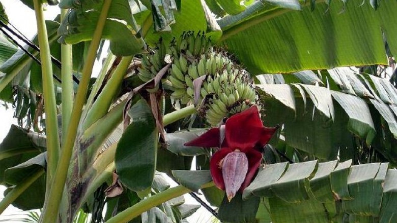 Cây dược liệu cây Chuối hột, Chuối chát - Musa balbisiana Colla (M. brachycarpa Back)