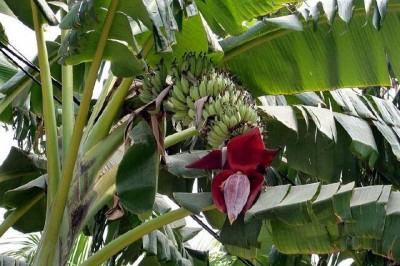 Cây dược liệu cây Chuối hột, Chuối chát - Musa balbisiana Colla (M. brachycarpa Back)