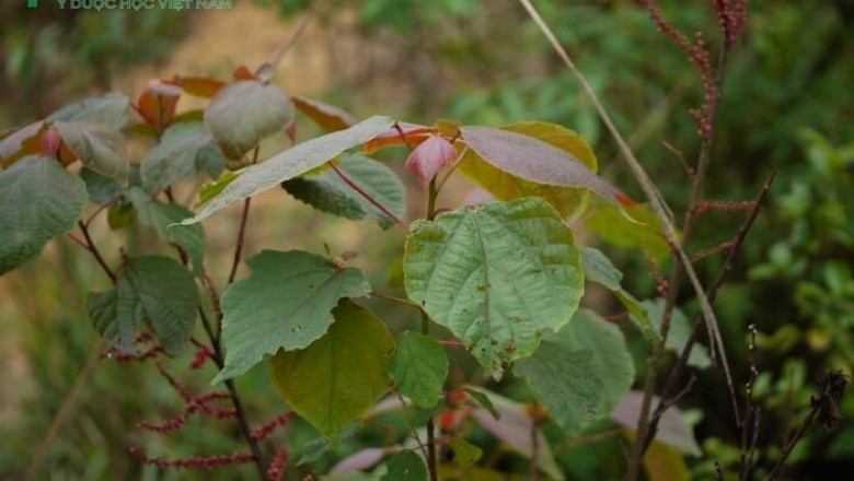 Cây dược liệu cây Vông đỏ, Long đồng nhỏ - Alchornea trewioides (Benth.) Muell. - Arg. (Stipellaria trewioides Benth.)