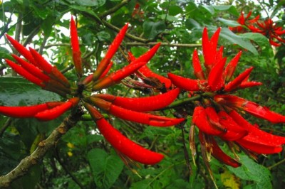 Cây dược liệu cây Vông nem, Cây lá vông - Erythrina variegata L.