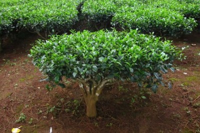 Cây dược liệu cây Chè - Camellia sinensis (L.) O.Ktze (Thea sinensis L.)