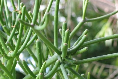 Cây dược liệu cây Xương khô, San hô xanh, Cành giao - Euphorbia tirucalli L., thuộc họ Thầu dầu - Euphorbiceae.