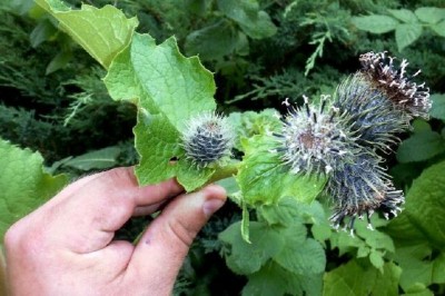 Cây dược liệu cây Mộc hương, Quảng mộc hương - Saussurea lappa C. B. Clarke (Aucklandia lappa Decne.)