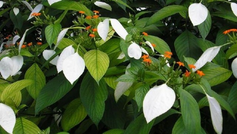 Cây dược liệu cây Bướm bạc lá, Bướm vàng - Mussaenda frondosa L