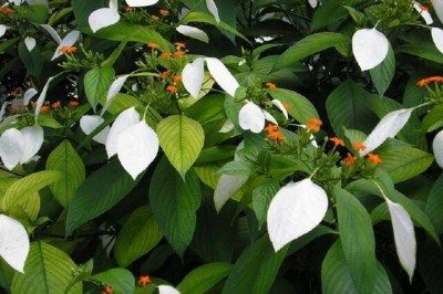 Cây dược liệu cây Bướm bạc lá, Bướm vàng - Mussaenda frondosa L