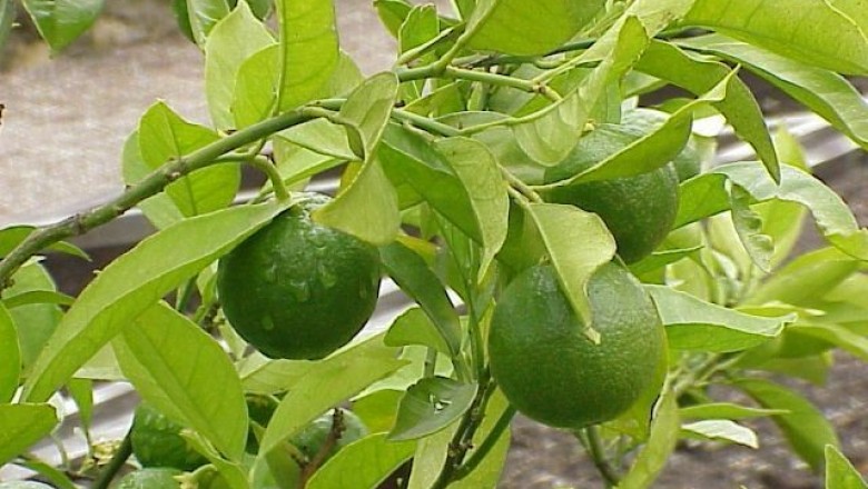 Cây dược liệu cây Cam hay Cam chanh - Citrus sinensis (L.) Osheck (C. aurantium L. var. dulcis L.)