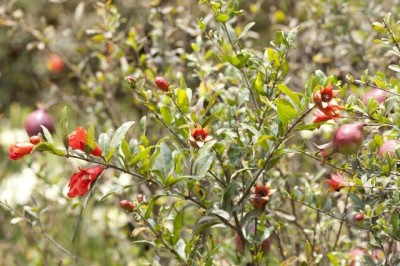 Cây dược liệu cây Lựu, Thạch lựu - Punica granatum L