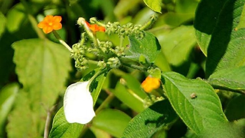 Cây dược liệu cây Bướm bạc quả nang, Bươm bướm, Hồ diệp - Mussaenda dehisens Craib