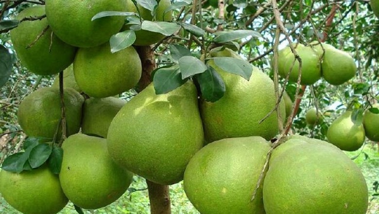 Cây dược liệu cây Bưởi - Citrus grandis (L.) Osbeek (C. maxima (Burm.) Merr., C. decumana Merr.)