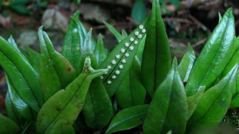 Cây dược liệu cây Ổ vẩy, Ráng quần lân có mũi - Lepidogrammitis rostrata (Bedd.) Ching (Polypolium rostratum Bedd.)