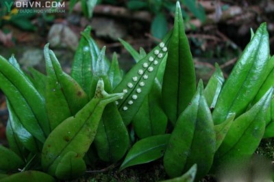 Cây dược liệu cây Ổ vẩy, Ráng quần lân có mũi - Lepidogrammitis rostrata (Bedd.) Ching (Polypolium rostratum Bedd.)