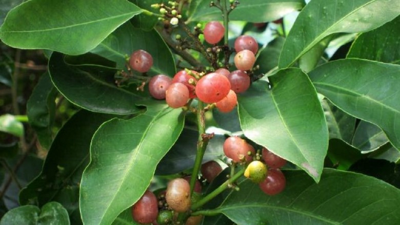 Cây dược liệu cây Bưởi bung, Cơm rượu - Glycosmis Citrifolia (Willd) Lindl