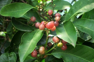 Cây dược liệu cây Bưởi bung, Cơm rượu - Glycosmis Citrifolia (Willd) Lindl