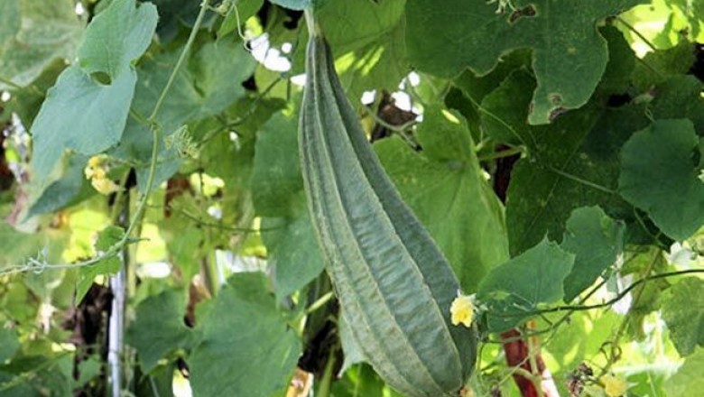 Cây dược liệu cây Mướp khía, Mướp tàu - Luffa acutangula (L.) Roxb