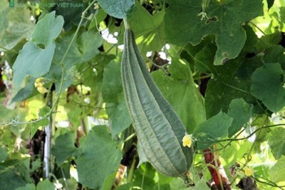 Cây dược liệu cây Mướp khía, Mướp tàu - Luffa acutangula (L.) Roxb