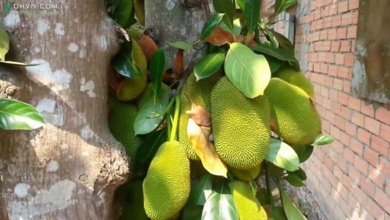 Cây dược liệu cây Mít - Artocarpus heterophyllus Lam