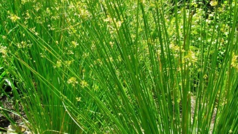 Cây dược liệu cây Bấc, Bấc lùng, Cỏ bấc đèn - Juncus effusus L