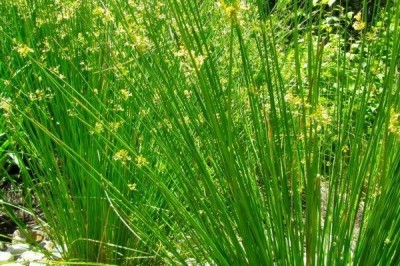 Cây dược liệu cây Bấc, Bấc lùng, Cỏ bấc đèn - Juncus effusus L