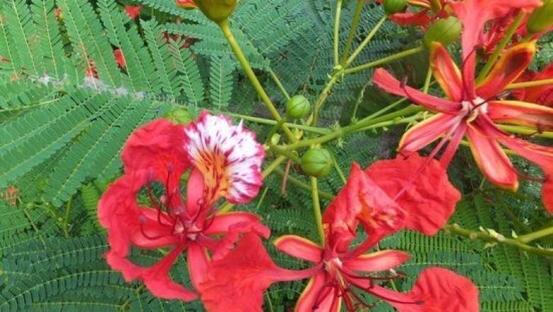 Cây dược liệu cây Phượng, Phượng vĩ, Phượng tây, Diệp tây - Delonix regia (Boj. ex Hook.) Raf