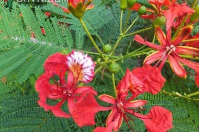 Cây dược liệu cây Phượng, Phượng vĩ, Phượng tây, Diệp tây - Delonix regia (Boj. ex Hook.) Raf