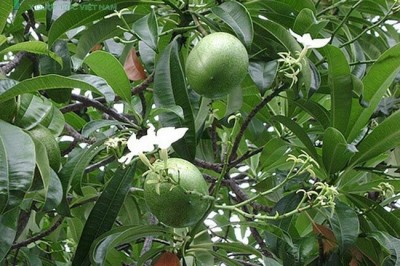 Cây dược liệu cây Mướp sát - Cerbera manghas L. (C. odollam Gaertn.)