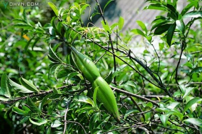 Cây dược liệu cây Sừng dê, Sừng bò - Strophanthus divaricatus (Lour.) Hook. et Arn
